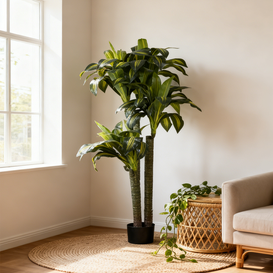DRACENA With Pot